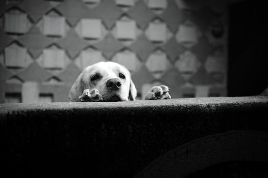 Beyond the Bite: What Does a Dog Attack Attorney Really Do?